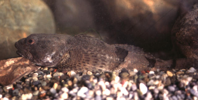 Cottus kazika